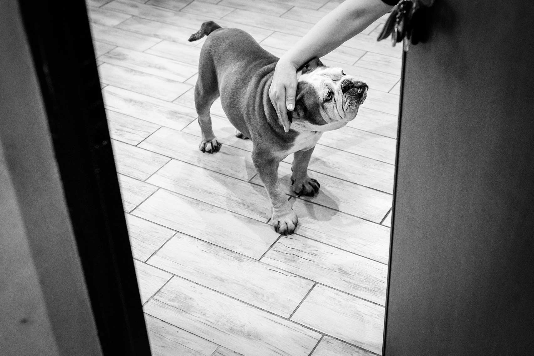 A bulldog at groom's preparation, documentary wedding photography
