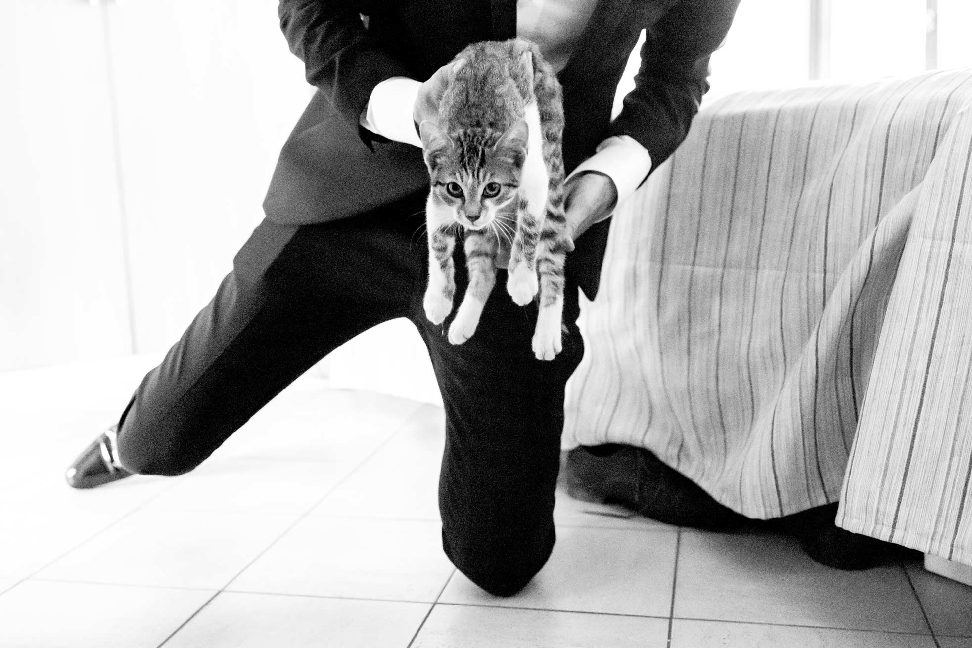 Groom preparation with a cat in a wedding in rome