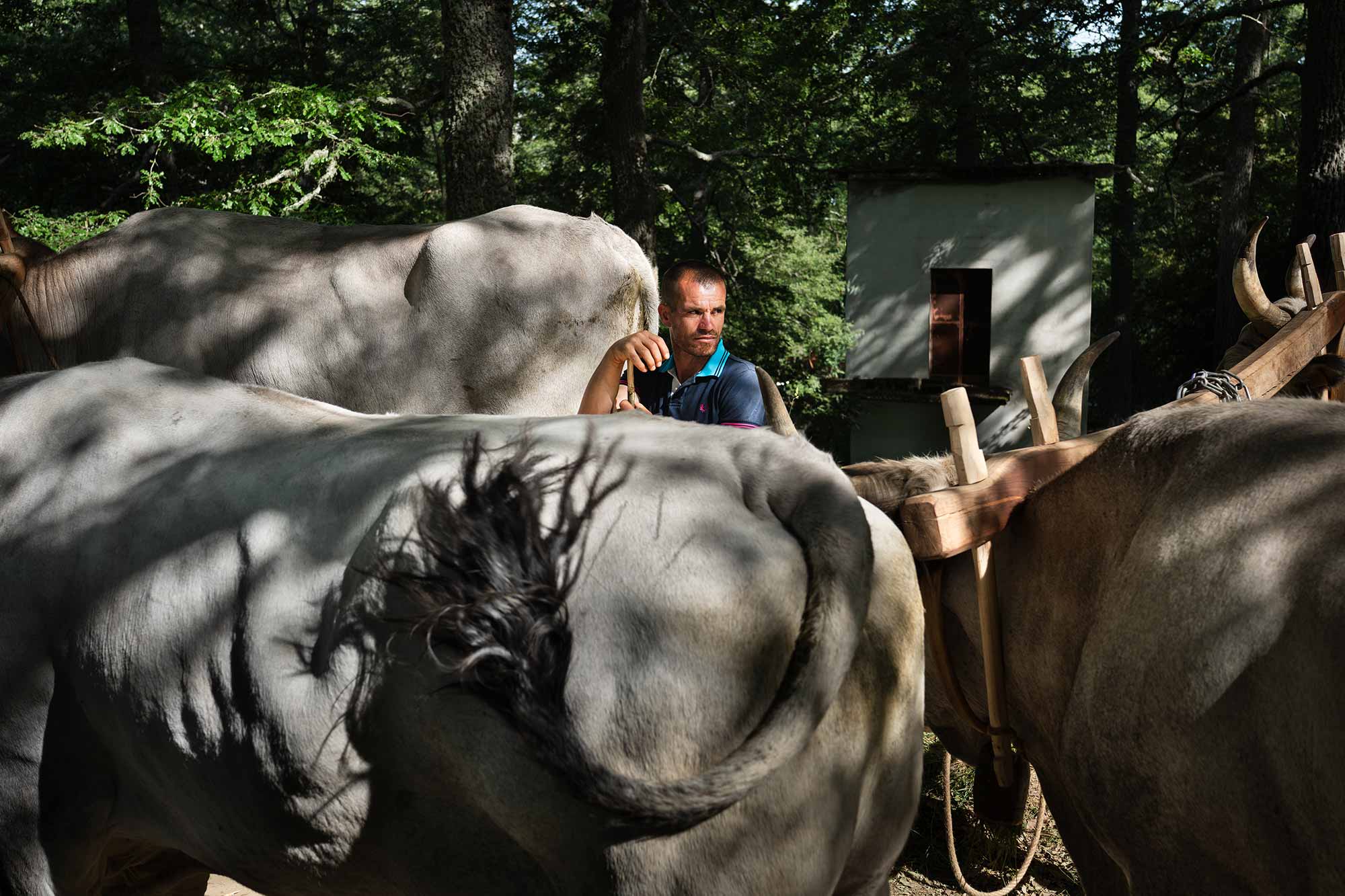 Simone-Nunzi-Maggio-Accettura.11 Reportage fotografico Maggio di Accettura